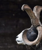 A close-up profile view of a Jacob Sheep ram, facing left. Its head has distinctive black and white markings, particularly around its eye, and its wool appears dark gray and white. The ram possesses impressive, large, textured horns: two curve dramatically upwards and outwards, while two smaller horns curl downwards near its face. A small orange ear tag is visible on its ear. The background is dark and completely out of focus.