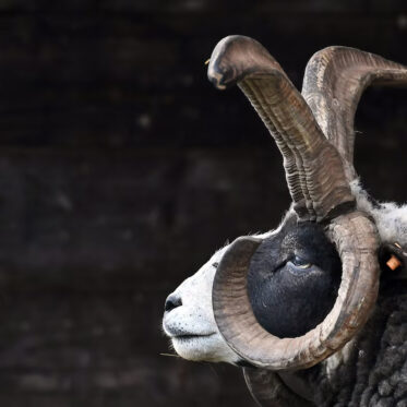 A close-up profile view of a Jacob Sheep ram, facing left. Its head has distinctive black and white markings, particularly around its eye, and its wool appears dark gray and white. The ram possesses impressive, large, textured horns: two curve dramatically upwards and outwards, while two smaller horns curl downwards near its face. A small orange ear tag is visible on its ear. The background is dark and completely out of focus.