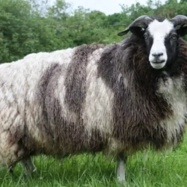 A Jacob Sheep stands facing forward in a lush green grassy field. Its face is white with black markings around the eyes and nose. Its body is covered in wool with prominent dark and light vertical stripes. The sheep has four horns: two larger ones curving outwards and downwards, and two smaller ones curling upwards. Blurred trees are visible in the background.