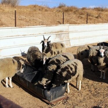 A flock of Jacob Sheep, primarily white and black with characteristic horns, are gathered in a dry, sunlit outdoor pen. Several sheep are clustered around a dark, rectangular feeding trough in the center. The ground is dry and dusty. In the background, a low, light-colored concrete barrier or wall and a metal fence are visible under a clear sky.