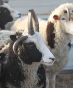 A group of several Jacob Sheep are clustered together, with their heads filling most of the frame. All sheep feature distinctive black and white facial markings and coats, along with horns that display a variety of shapes and sizes. Some have ear tags. They are in an indoor pen setting with a light-colored background wall and soft lighting.