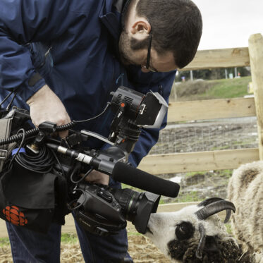 A man in a blue jacket and glasses is bending down, operating a professional video camera rig that has a prominent microphone. To his right, a black and white Jacob Sheep with horns is curiously sniffing or touching the microphone. They are outdoors on dry, straw-covered ground next to a wooden fence.