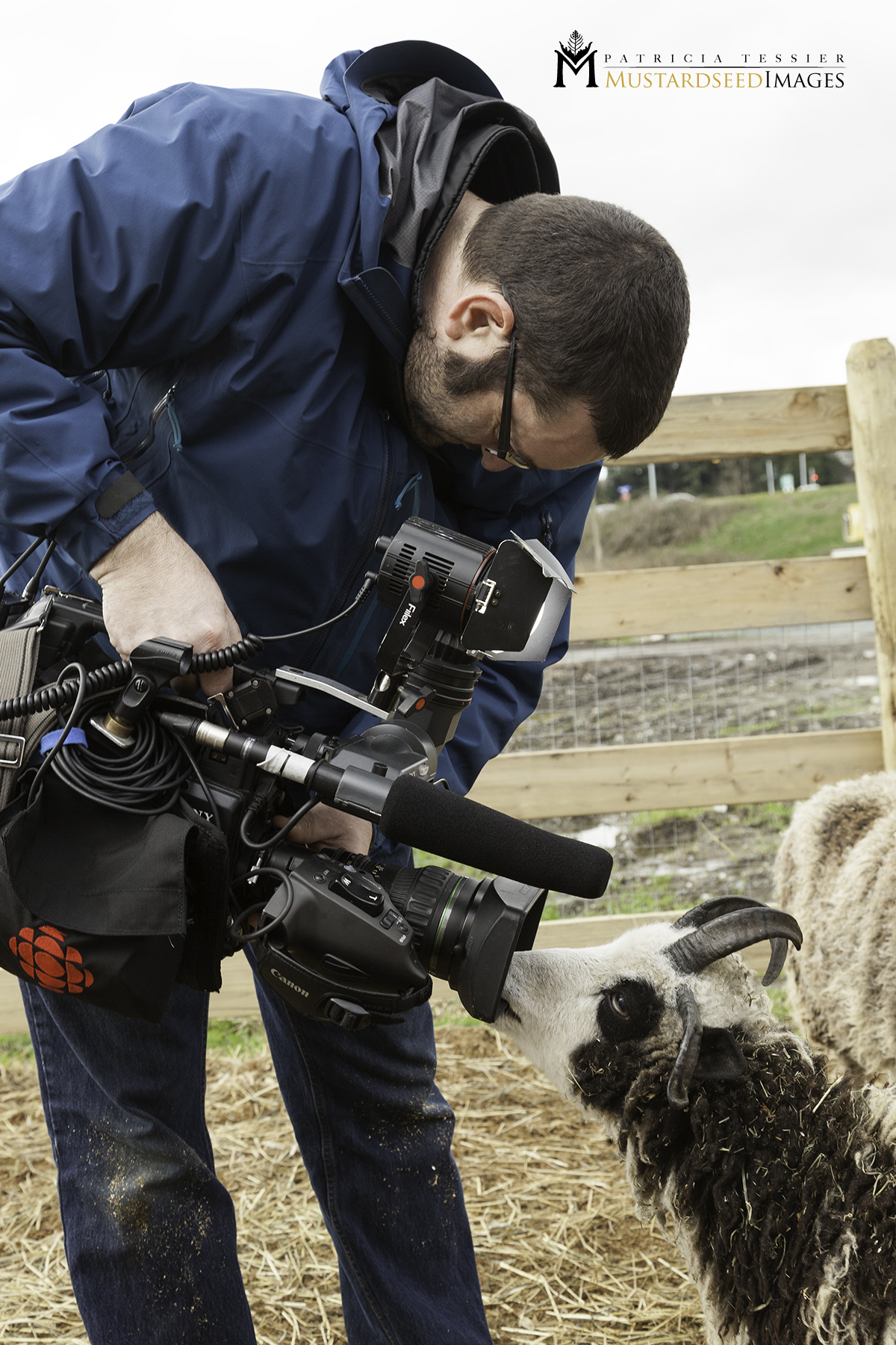 A man in a blue jacket and glasses is bending down, operating a professional video camera rig that has a prominent microphone. To his right, a black and white Jacob Sheep with horns is curiously sniffing or touching the microphone. They are outdoors on dry, straw-covered ground next to a wooden fence.