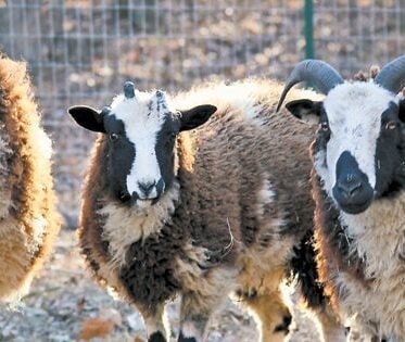 Three Jacob Sheep are lined up horizontally, facing forward, in an outdoor setting. Each sheep has a white face with black eye patches and a body covered in mottled brown, black, and white wool. They all possess horns, ranging from short, upward-curving to more prominent, outward-curving ones. The background is a blurred metal fence, and the lighting is bright, creating a slight halo around their wool.