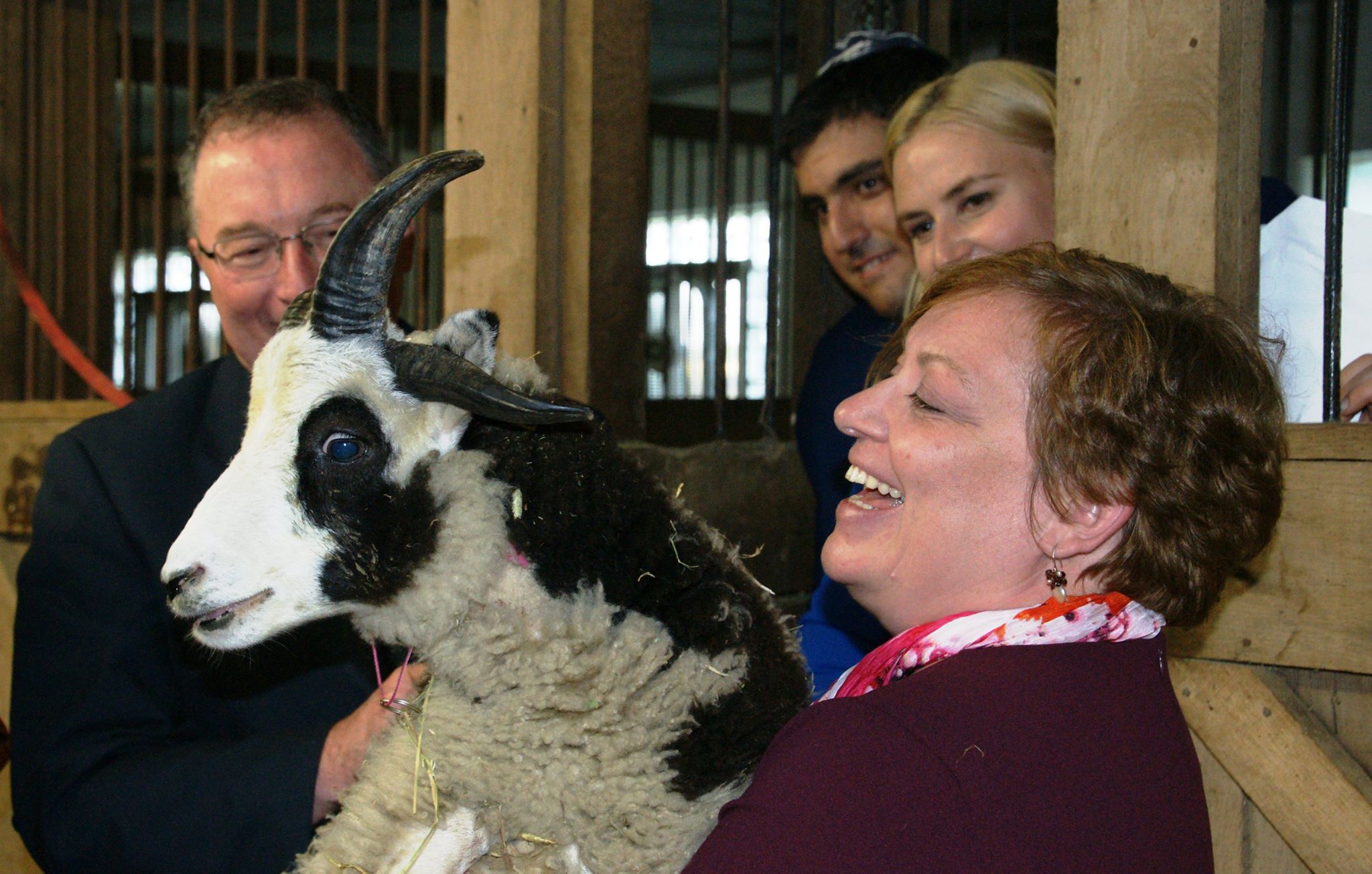 In a wooden barn, a woman in the foreground, wearing a maroon top and a colorful scarf, is laughing joyfully as she holds a black and white Jacob Sheep with visible horns. Behind her, three other smiling adults—a man in a dark suit and glasses, a man with dark hair, and a blonde woman—are looking towards the sheep. The sheep has distinct black markings around its eyes and ears.