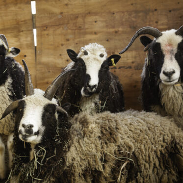 Four Jacob Sheep are gathered closely in an indoor pen, filling most of the frame. All display black and white piebald markings and horns of various sizes and curvatures. One sheep is in the immediate foreground, mostly showing its head, with three others standing behind it, looking towards the viewer. Wooden walls and hay are visible in the background.