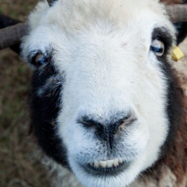 A very close-up, head-on portrait of a Jacob Sheep's face. It has white wool with prominent black patches surrounding its eyes. Its mouth is slightly open, showing its lower teeth, and its blue eyes are looking directly forward. Curved horns extend from either side of its head, and a yellow ear tag is visible on its right ear. The background is a blurred, dry, brown ground.