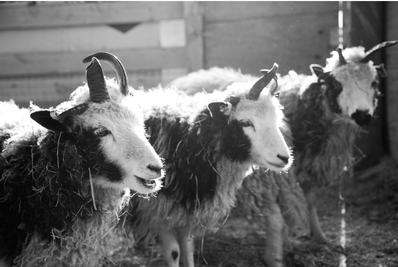 A black and white photograph captures three Jacob Sheep standing in a row within a pen. Each sheep exhibits the characteristic black and white facial markings and patterned wool, along with horns of varying shapes. They are strongly backlit, creating bright halos of light around their wool. The background is a blurred light-toned wall and hay on the ground.