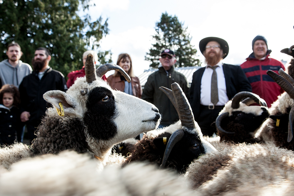 Several Jacob Sheep with distinctive black and white wool and multiple horns are in the foreground, looking to the right. Behind them, a group of people, including adults and one child, stand observing the sheep. One man in the group wears a dark suit and a dark, wide-brimmed hat. Other individuals are dressed in various casual outdoor clothing. Trees are visible in the distant background under a bright sky.