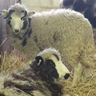 Two Jacob Sheep are featured in an indoor barn pen covered with straw. In the foreground, one sheep with dark and light patterned wool is lying down, its head turned slightly to the right. Behind it, a second Jacob Sheep stands, looking directly forward, displaying a white face with black eye patches, light-colored wool, and distinct curved horns. Parts of other sheep are blurred in the background. A wooden wall runs along the left side of the frame.