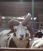 A large Jacob Sheep ram with a white face, black markings around its eyes, and impressive, multi-curved horns looks directly forward from inside a pen. Its wool is a mix of white and dark tones. Other Jacob Sheep are partially visible around it. The scene is inside a barn with metal support beams and a corrugated roof, and sunlight streams in from above, causing some lens flare. The image is framed by dark bars in the foreground.