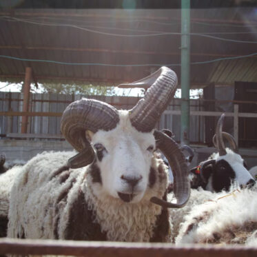 A large Jacob Sheep ram with a white face, black markings around its eyes, and impressive, multi-curved horns looks directly forward from inside a pen. Its wool is a mix of white and dark tones. Other Jacob Sheep are partially visible around it. The scene is inside a barn with metal support beams and a corrugated roof, and sunlight streams in from above, causing some lens flare. The image is framed by dark bars in the foreground.