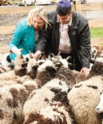 A blonde woman in a teal blazer and a man wearing a dark leather jacket and a small blue head covering are leaning over a dense flock of Jacob Sheep. The sheep, with their black and white patterned wool and various horns, fill the lower part of the frame. The background shows an outdoor pen with a wooden fence, stacked logs, and a white vehicle.